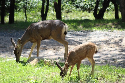Deer in Jessica's backyard