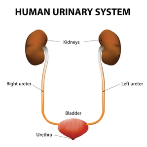  diagram of human urinary system