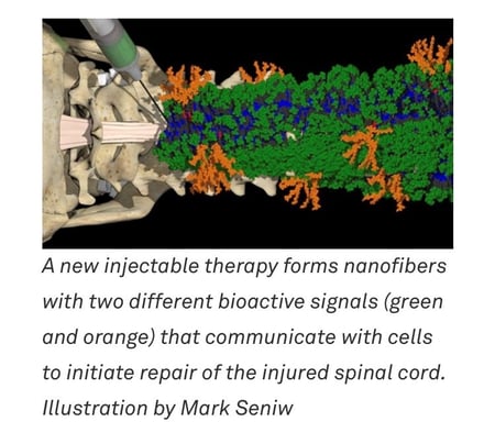 Images of molecules with the below text: A new injectable therapy forms nanofibers with two different bioactive signals (green and orange) that communicate with cells to initiate repair of the injured spinal cord. Illustration by Mark Seniw