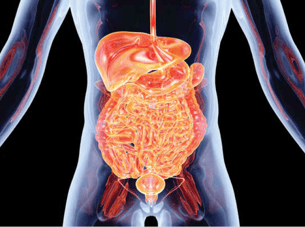 3-d image of the inside of human body with intestines highlighted in orange