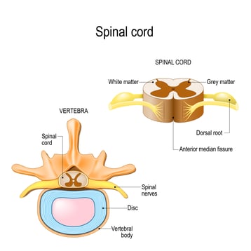 spinal cord 