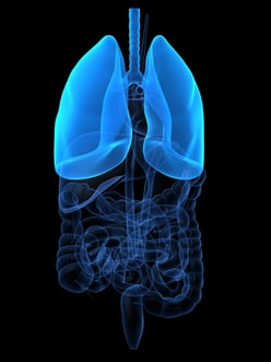 Organs - lung highlighted stock photo