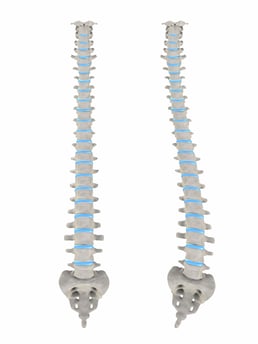 Two parallel spinal cords