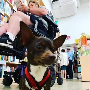 Jessica's dog wearing a red harness and Jessica in the back reading a book
