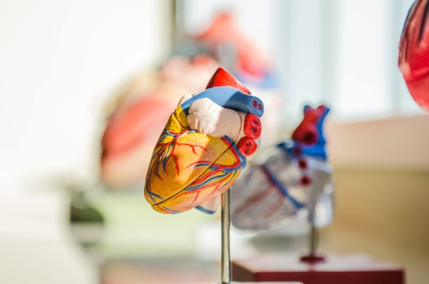 heart 