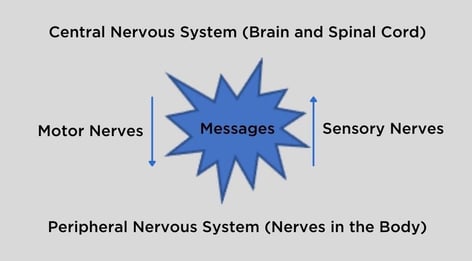 Central Nervous System (Brain and Spinal Cord)  Motor Nerves Messages Sensory Nerves  Peripheral Nervous System (Nerves in the Body)