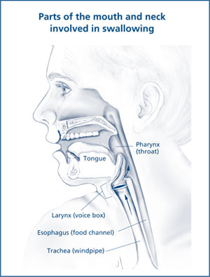 parts of the mouth & neck involved in swallowing