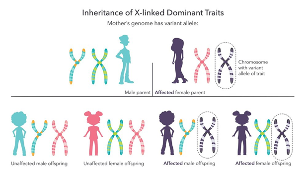 NLGene