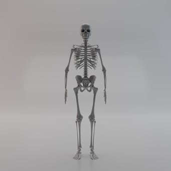 skeleton