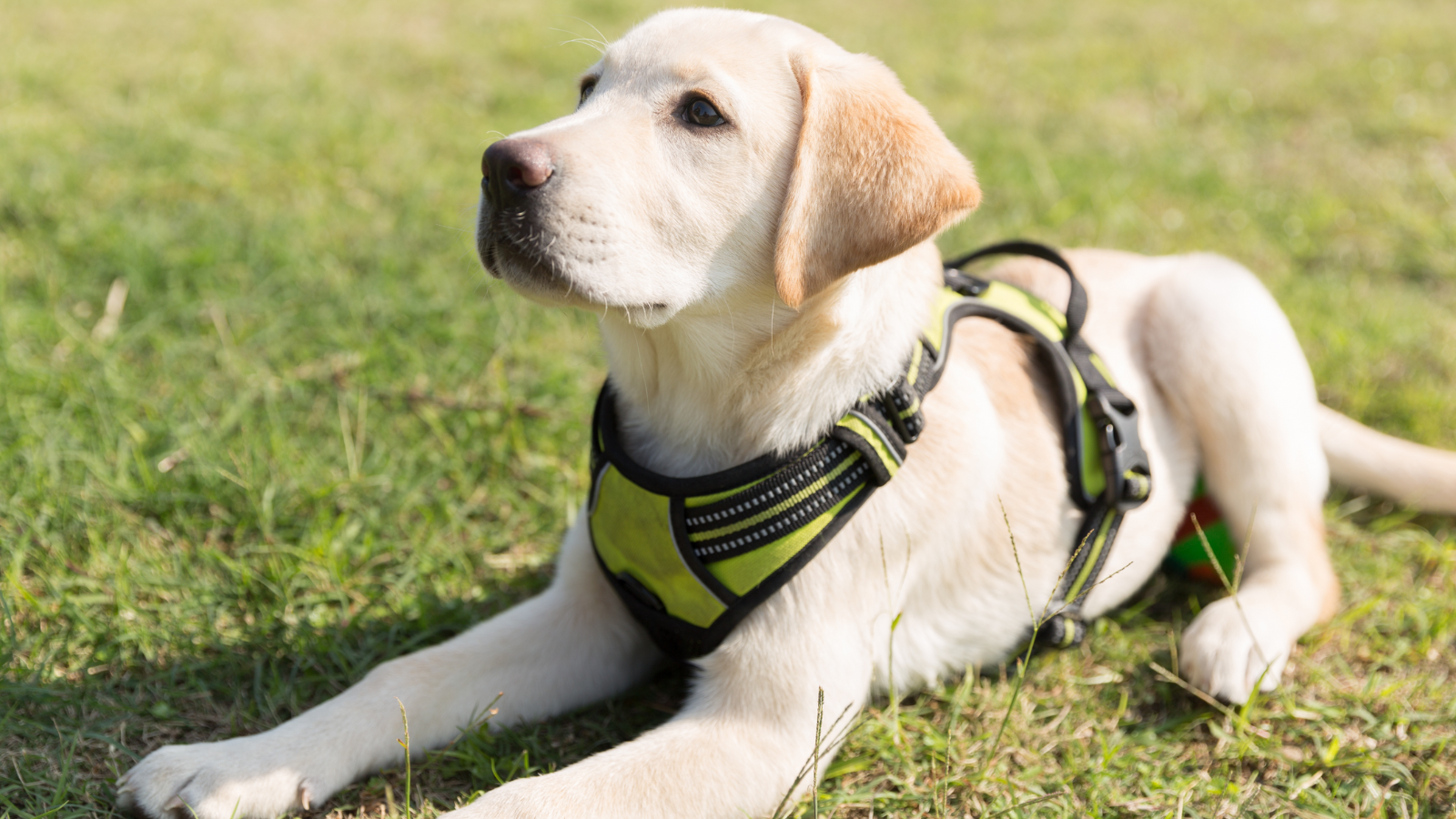 golden retriever service dog 