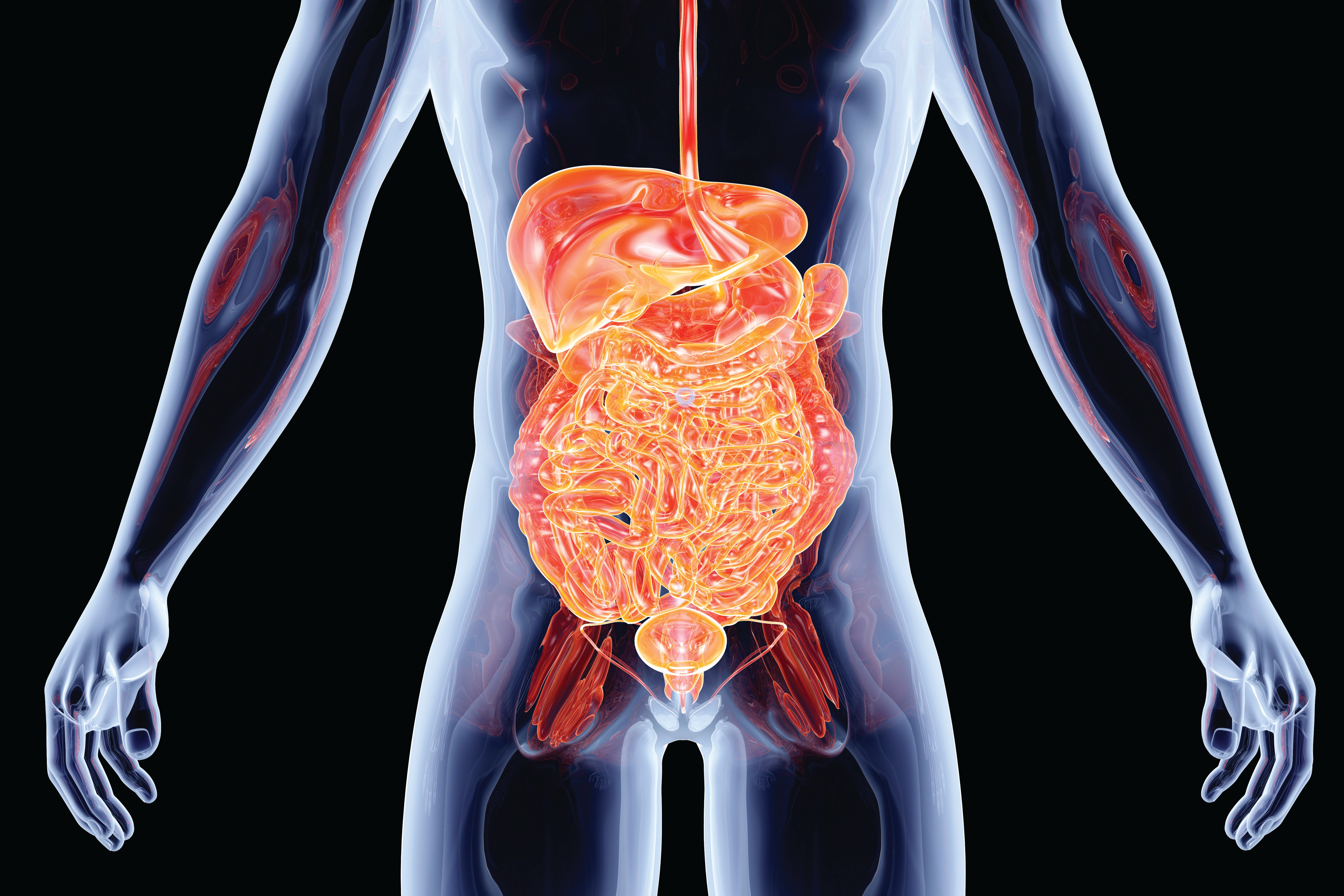 3-D image of the inside of human body with intestines highlighted in orange