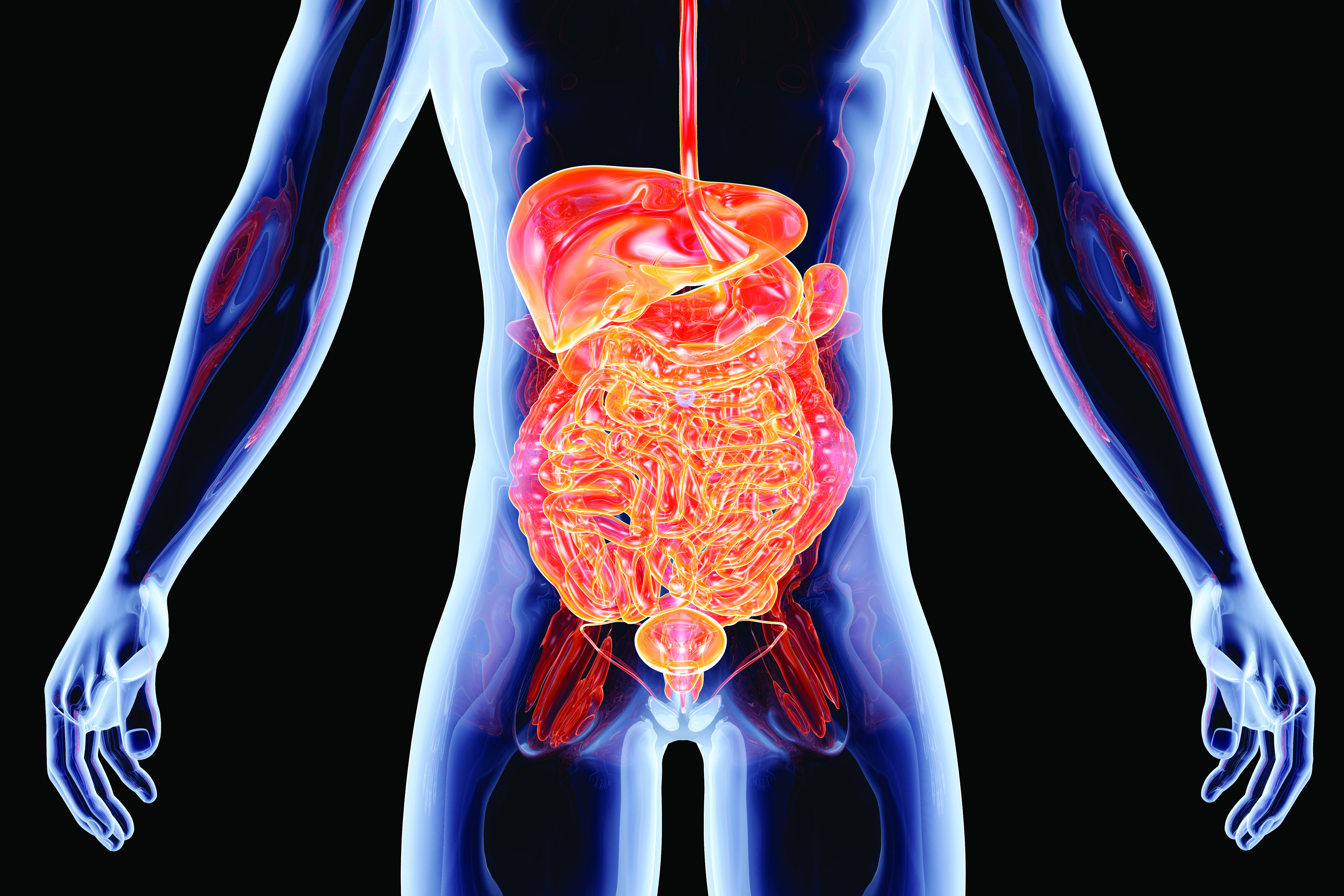 3-d image of the inside of human body with intestines highlighted in orange