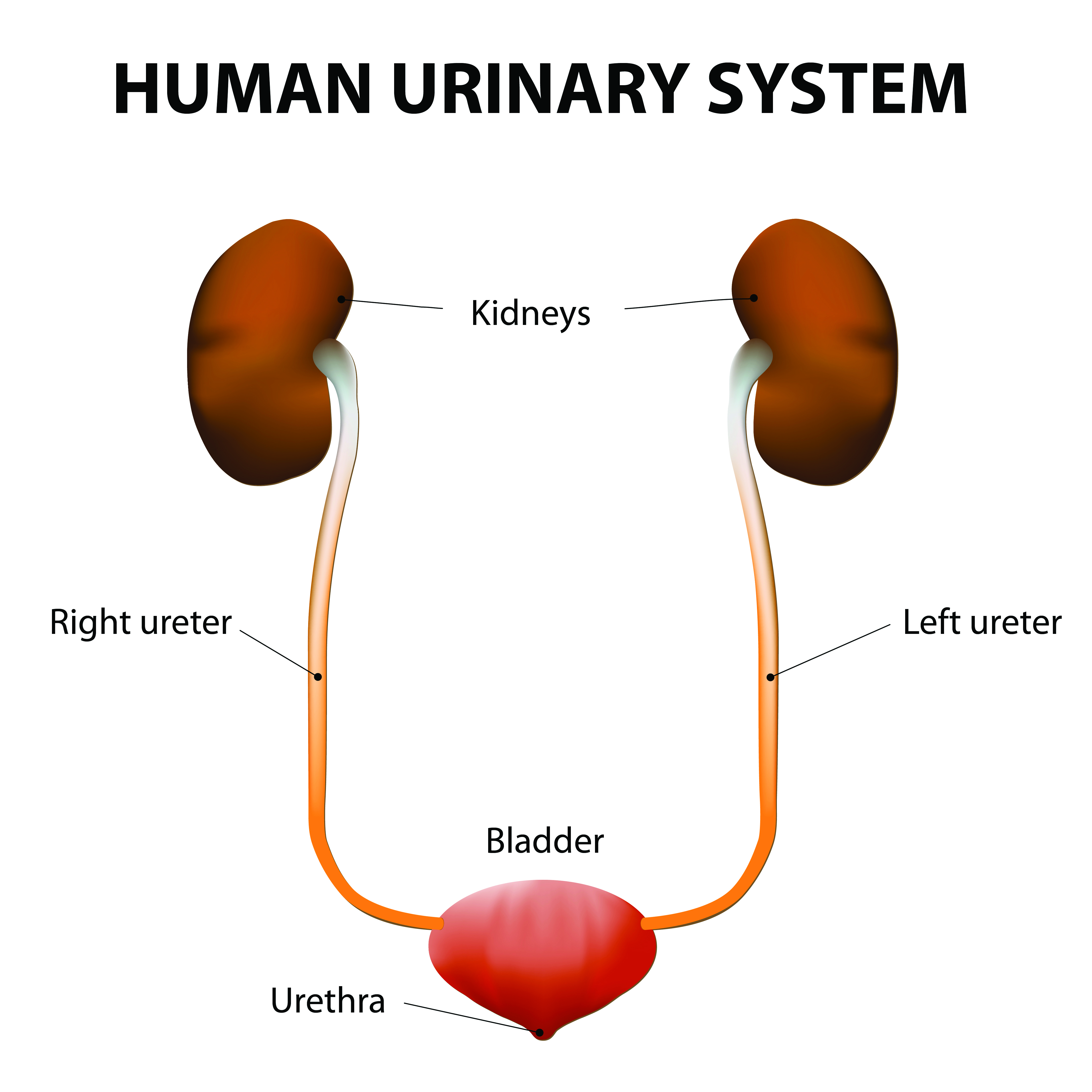  diagram of human urinary system