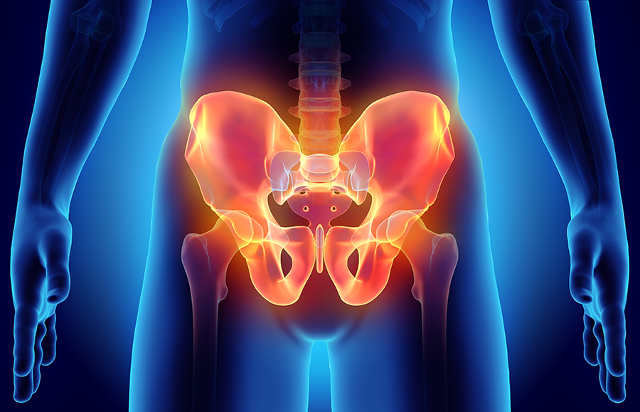 3-D image of the inside of human body with pelvic bone highlighted in orange