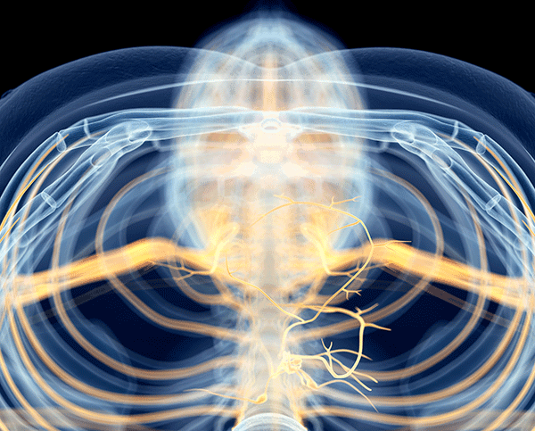 The Vagus Nerve Illustration