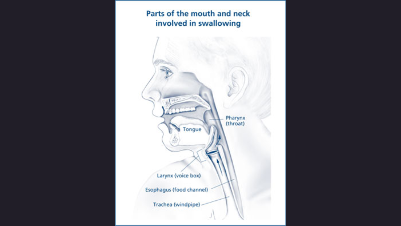parts of the mouth & neck involved in swallowing